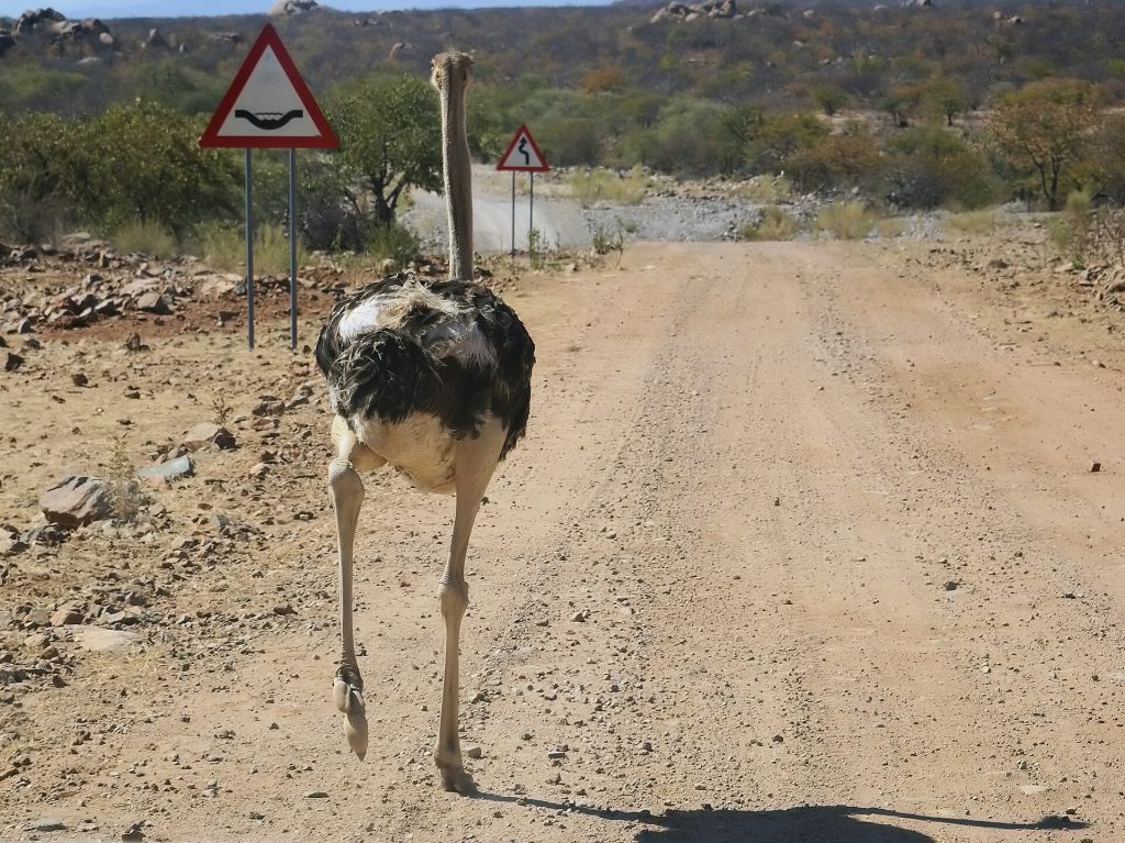 Curaçao Ostrich Farm